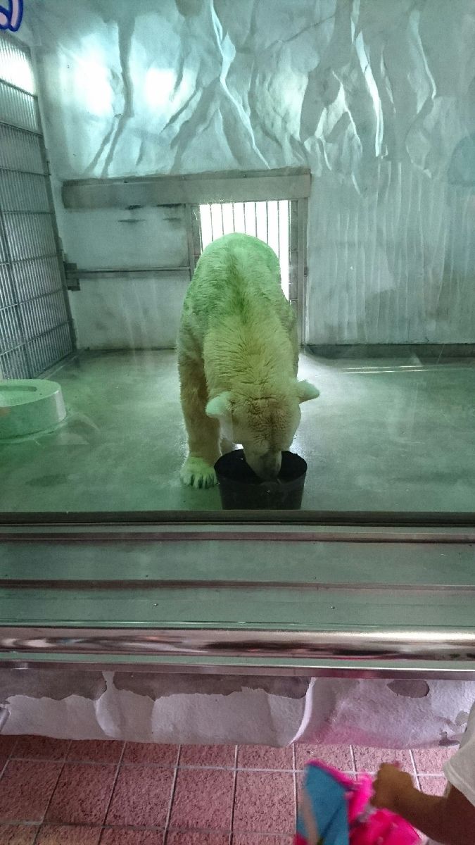 東山動物園 ホッキョクグマ舎 Retrip リトリップ