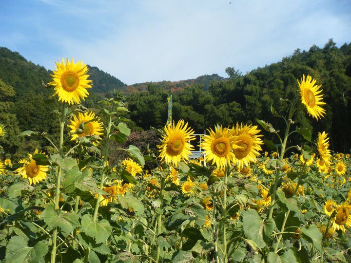 この秋行きたいひまわり畑 山田ひまわり園 の秋に咲くひまわりが見頃を迎える Retrip リトリップ