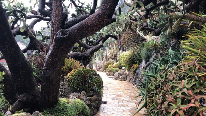 英国製  ROYL   ARCADIA ❁*.゜ヨーロッパの庭園 フィッツロイ庭園、メルボルン 2025 とその周辺でおすすめの