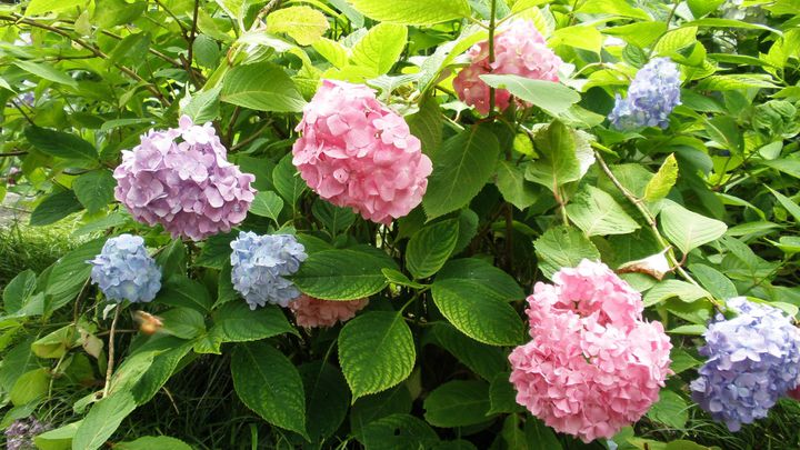 あじさい寺として有名！奈良の「矢田寺」でしたい5つのこと