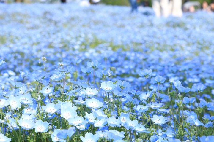 滋賀農業公園 ブルーメの丘