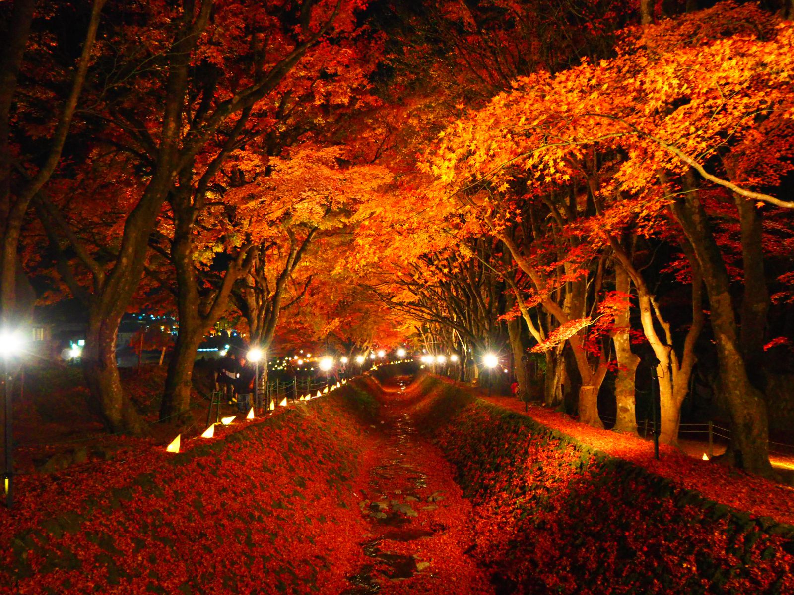 掛軸 広田超遊 渓谷之秋 木箱 紅葉 風景画 山水 掛軸 広田超遊 渓谷之秋 木箱 紅葉 風景画 山水