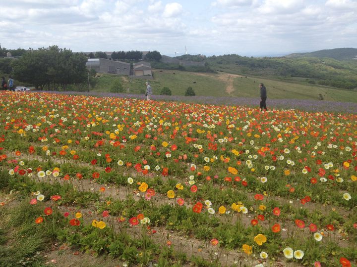初夏のおでかけに 関西地方の 5月 7月が見頃 な花畑スポットまとめ Retrip リトリップ