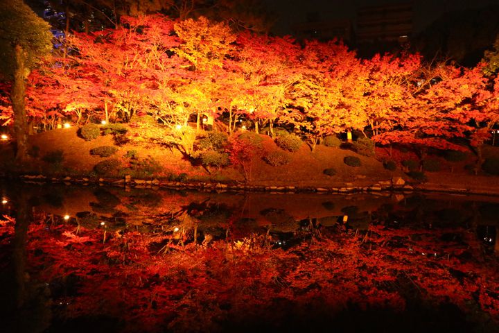 【終了】秋の庭園で楽しむ紅葉ライトアップ「縮景園 もみじまつり2018」広島で開催