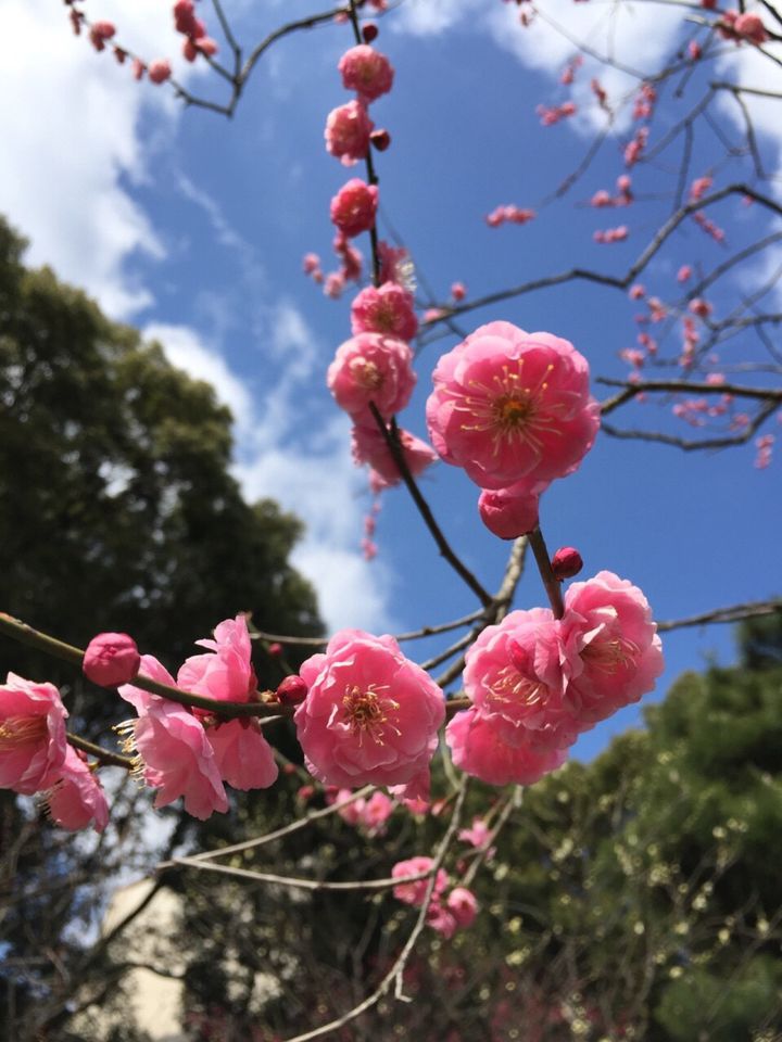広島で感じる春の訪れ。「縮景園」で楽しむ梅の花
