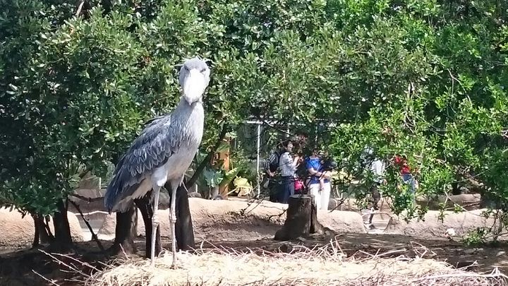 たくさん動物とふれあえる 神戸どうぶつ王国 でしたい５つのこと Retrip リトリップ
