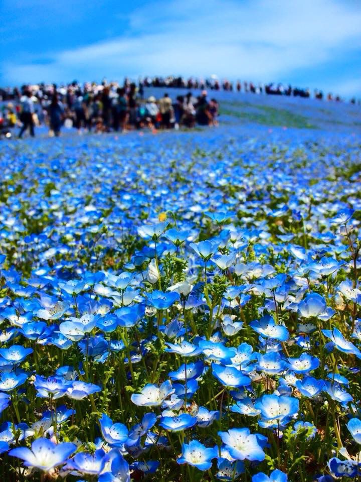 1枚目の画像 日本人なら死ぬまでに見たい 美しすぎる 春夏秋冬別の絶景 20選 Retrip リトリップ