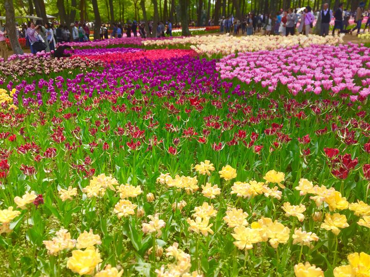 視界に広がるカラフルな絶景。地方区分別に厳選した”全国のお花畑”8選