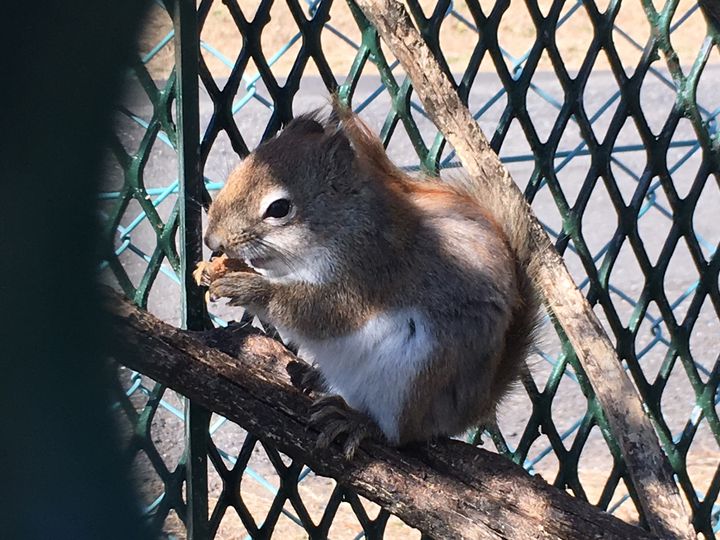 かみ ね 動物園