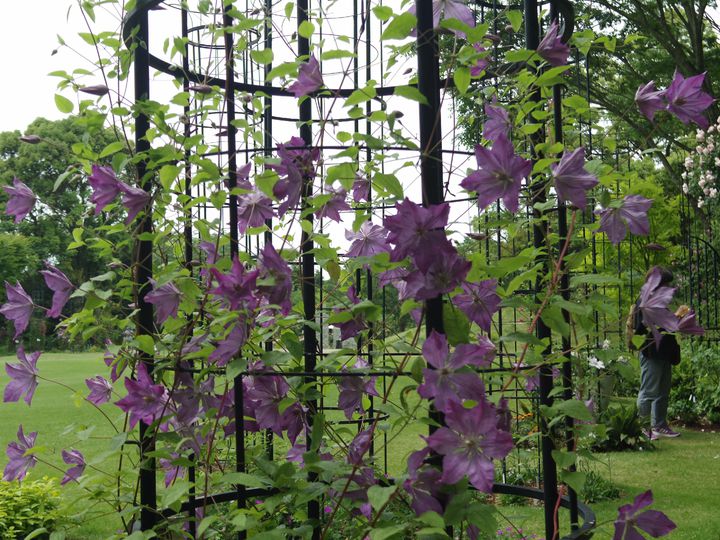 美しい花々や芸術と触れる クレマチスの丘 でしたい7つのこと Retrip リトリップ