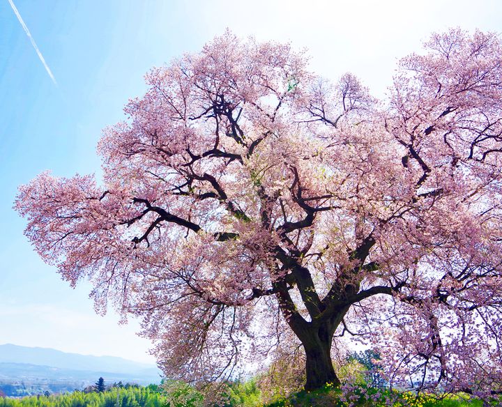 この木 なんの木 の木 日本の 木の存在感が半端ない 観光スポット7選 Retrip リトリップ