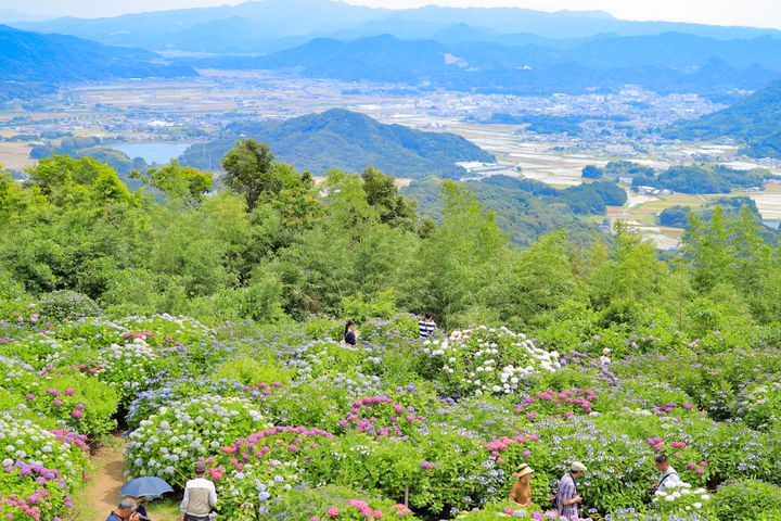 終了 その名も 天空のあじさい寺 佐賀県 大聖寺で あじさい祭り 開催 Retrip リトリップ