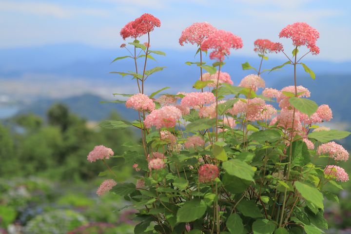 終了 その名も 天空のあじさい寺 佐賀県 大聖寺で あじさい祭り 開催 Retrip リトリップ