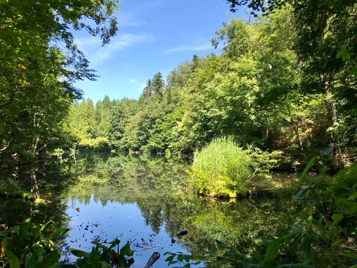 決して濁らない神秘的な池。どこまでも透き通るu201c竜ヶ窪u201dが絶景 