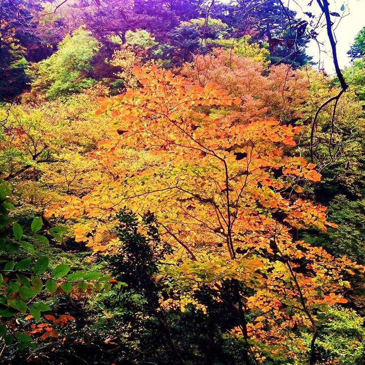 美しい紅葉は“都内”にある！東京都内の紅葉スポットランキングTOP20 RETRIP[リトリップ]