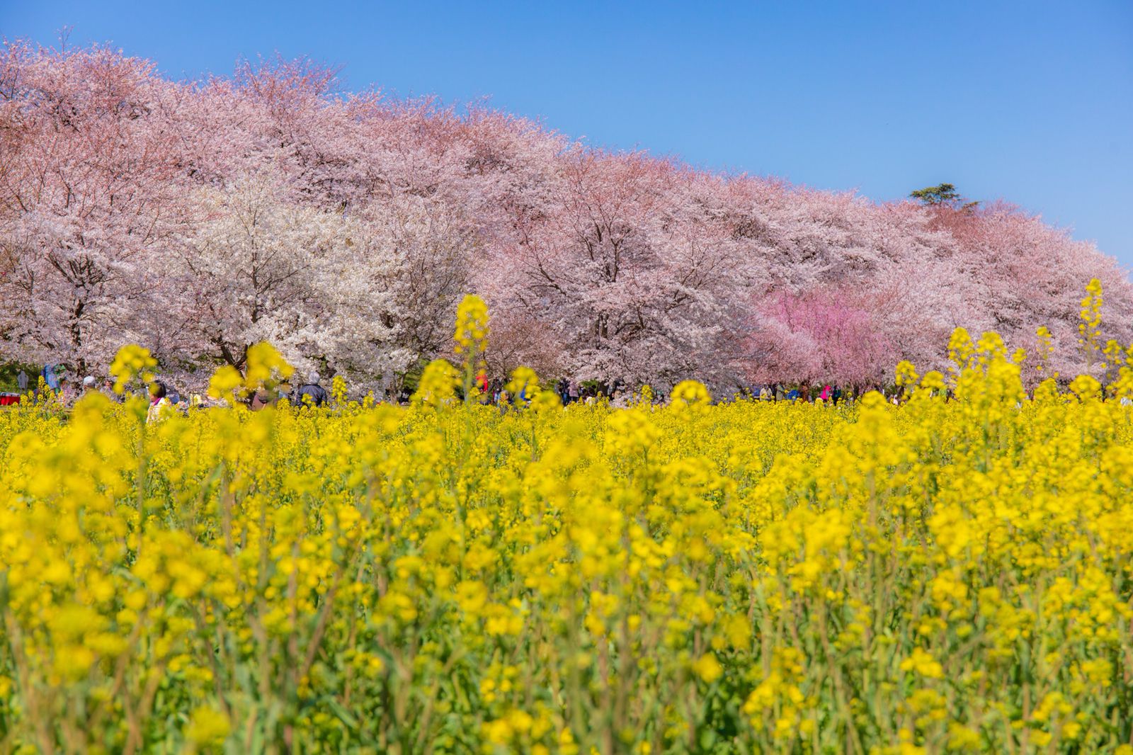 春だけ会える絶景 関東近郊の 菜の花 桜 のおすすめ絶景スポット10選 Retrip リトリップ