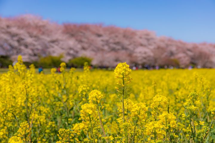 春だけ会える絶景 関東近郊の 菜の花 桜 のおすすめ絶景スポット10選 Retrip リトリップ