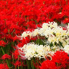 自然あふれた埼玉県が誇る 大切な人と行きたい花の名所5選 Retrip リトリップ