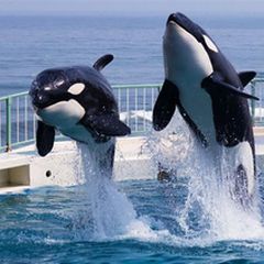 鴨川シーワールドを遊びつくす7つの楽しみ方 千葉最大級の水族館へ Retrip リトリップ