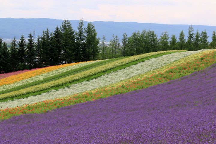 日本最大級の紫色の花畑 富良野の ラベンダー畑 に行くしかない Retrip リトリップ