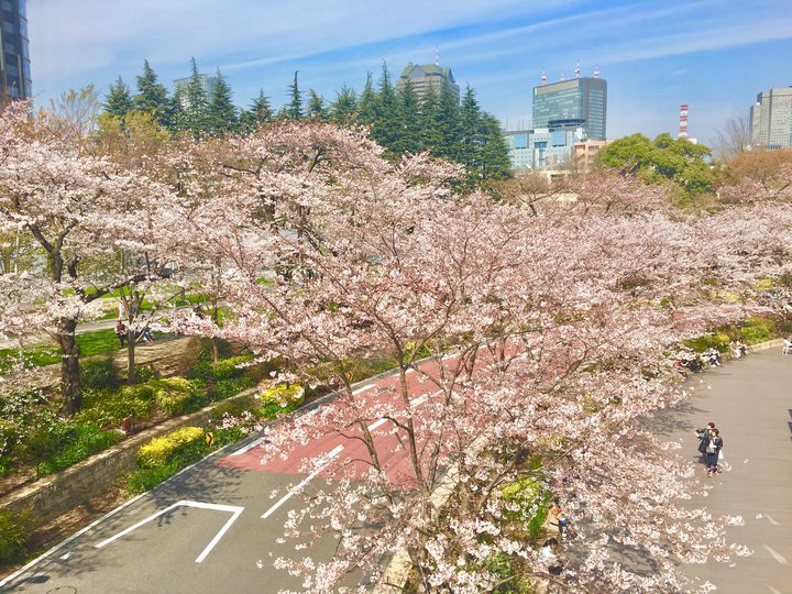 開催中止 満開の桜で春を満喫 六本木 Midtown Blossom 開催 Retrip リトリップ