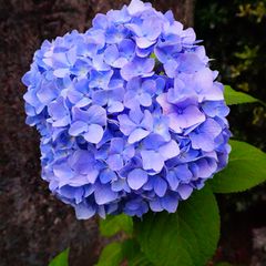 終了 恋が叶うと噂のハート型を見つけたい 三室戸寺 のあじさい園開園 Retrip リトリップ