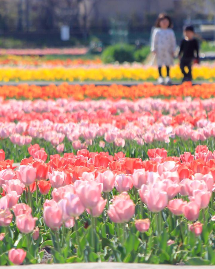 桜だけじゃない！東京都内から気軽に行ける“春におすすめな花畑”7選