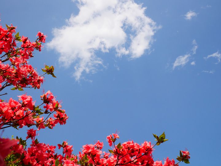 那須のイチオシ 花の名所で癒される5選 Retrip リトリップ