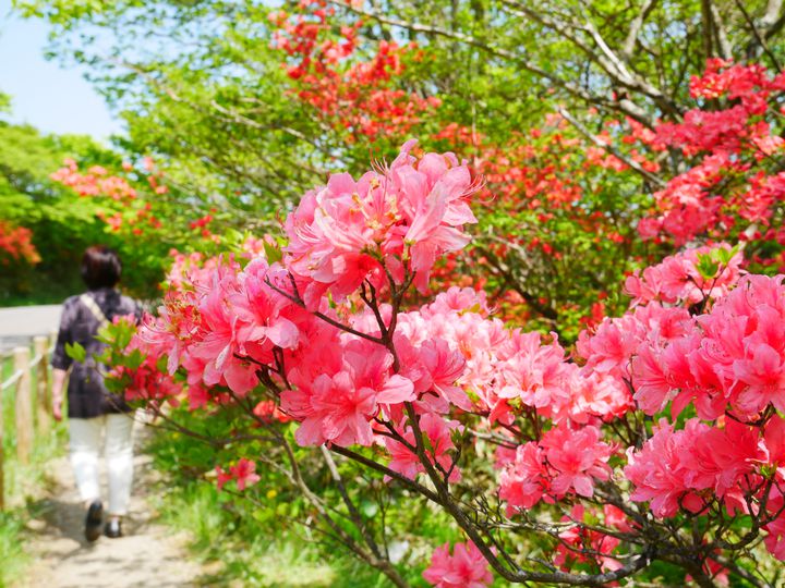 桜の次は何を見る 大切な人と見たい関東地方の ツツジの名所 12選 Retrip リトリップ