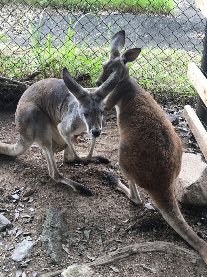 動物たちと触れ合える！「秋吉台サファリランド」でしたい5つのこと