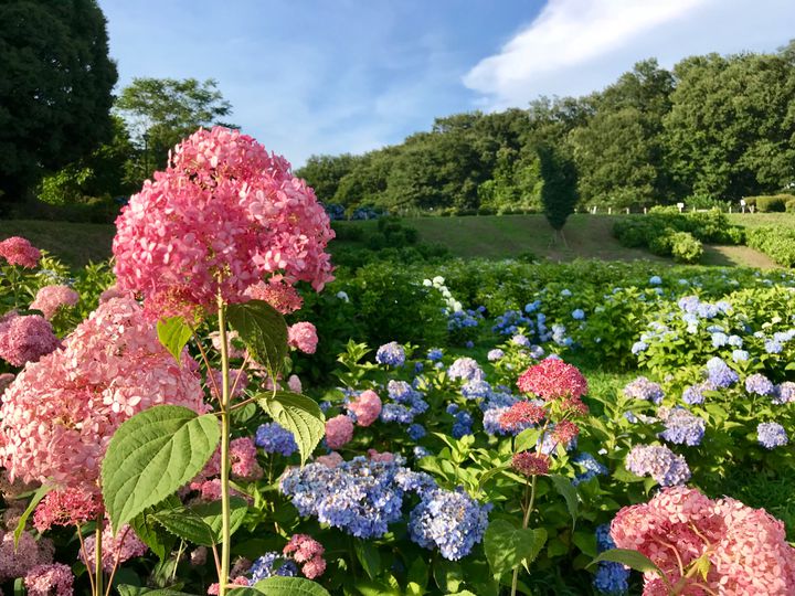 今が見頃 梅雨を彩る関東でおすすめの あじさい スポット7選 Retrip リトリップ