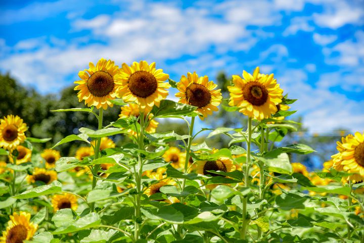 夏限定の黄色い絶景に魅せられる 関西のおすすめ 絶景ひまわり畑 12選 Retrip リトリップ