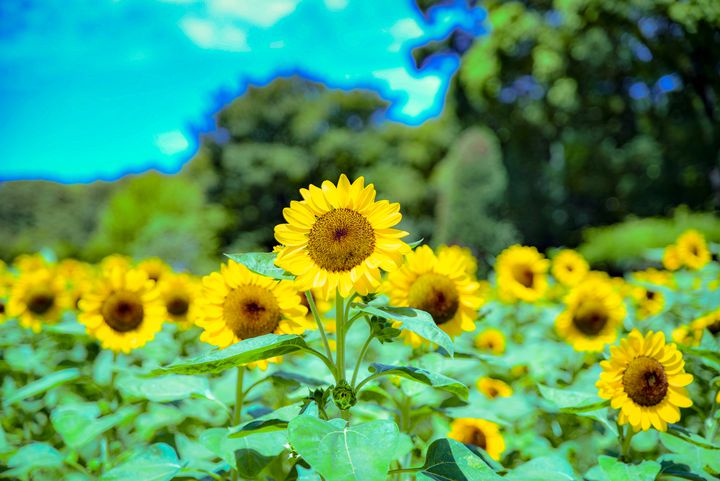 夏限定の黄色い絶景に魅せられる！関西のおすすめ“絶景ひまわり畑”12選