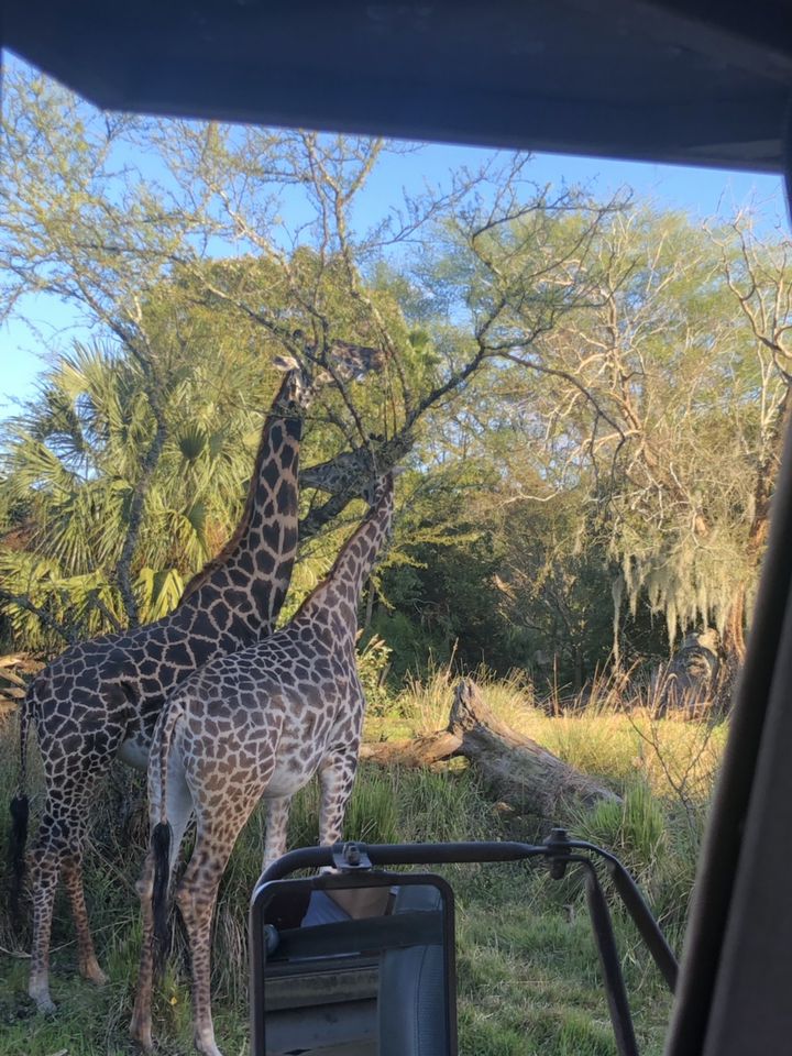 ここでしか飲めない フロリダ ディズニーワールドで可愛すぎるラテを発見 Retrip リトリップ