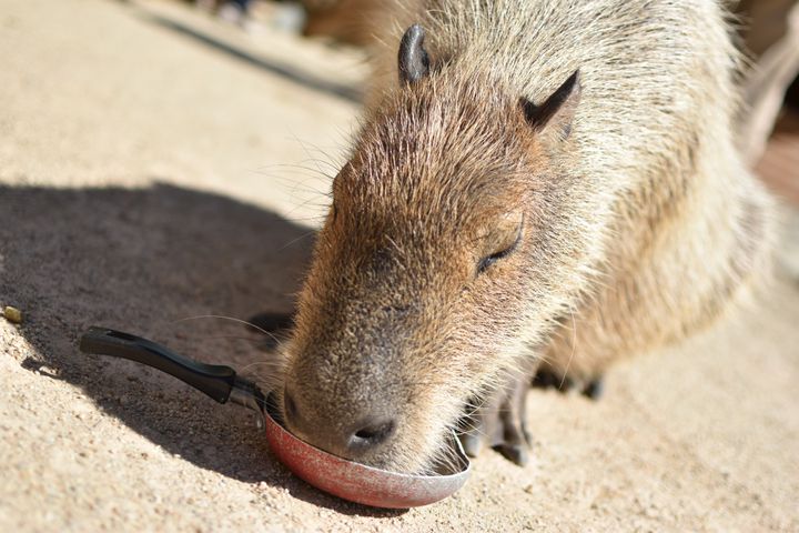 見るだけじゃ物足りない動物好きのあなたへ 全国で動物と触れ合える牧場7選 Retrip リトリップ