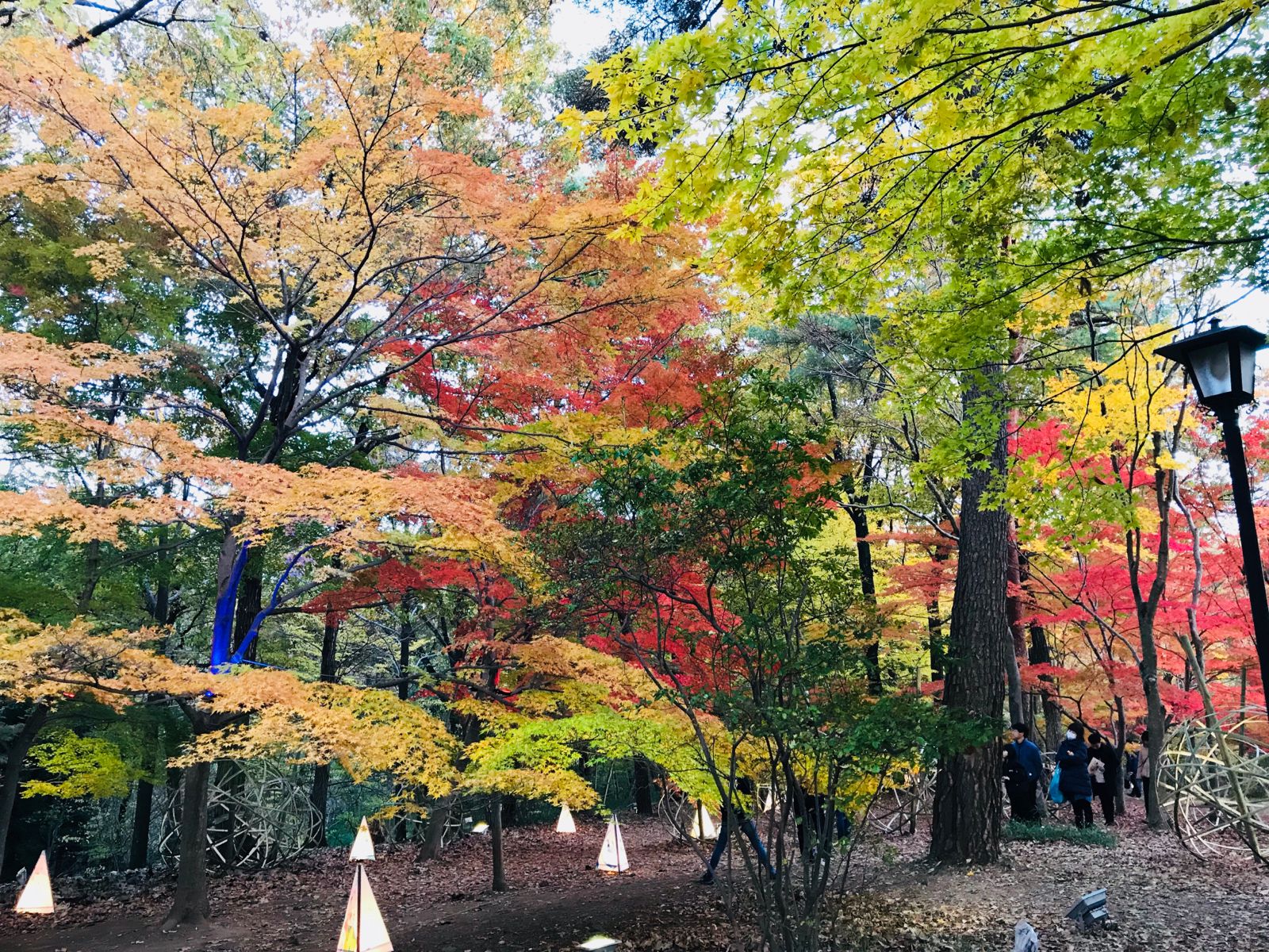 国営武蔵丘陵森林公園 紅葉見ナイト Retrip リトリップ