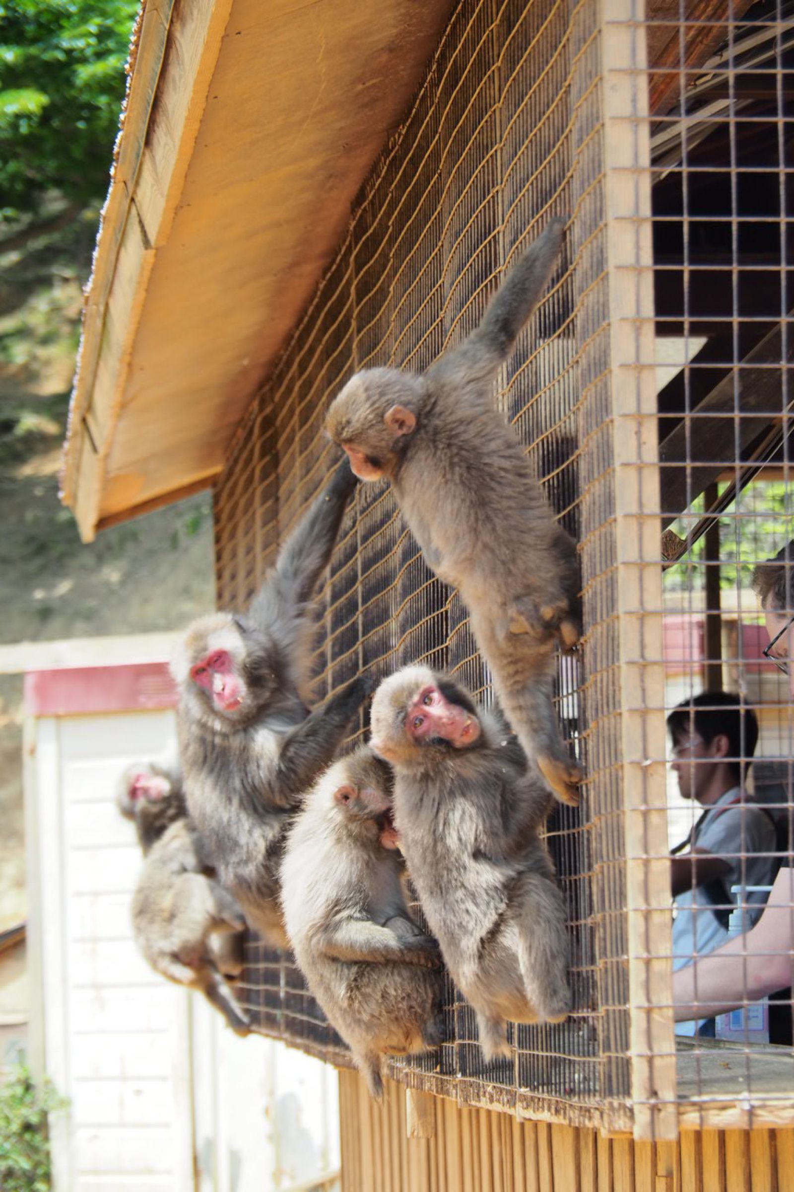 2枚目の画像 お猿さんに会いに行こう 嵐山モンキーパーク でしたい5つのこと Retrip リトリップ