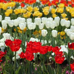 柏でおすすめのデートスポット10選 公園でゆったりお散歩デートを Retrip リトリップ