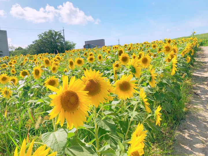 一度はいってみたい 花いっぱいのひまわり畑 東海地方のひまわり畑の名所8選 Retrip リトリップ