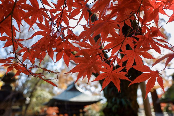 紅葉に焚き火に、秋アクティビティをまるっと都内で！今すぐ行きたい、東京秋ドライブ1日プラン