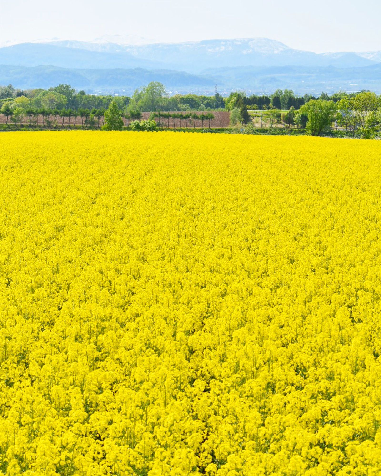 江部乙 丸加高原 菜の花畑 Retrip リトリップ