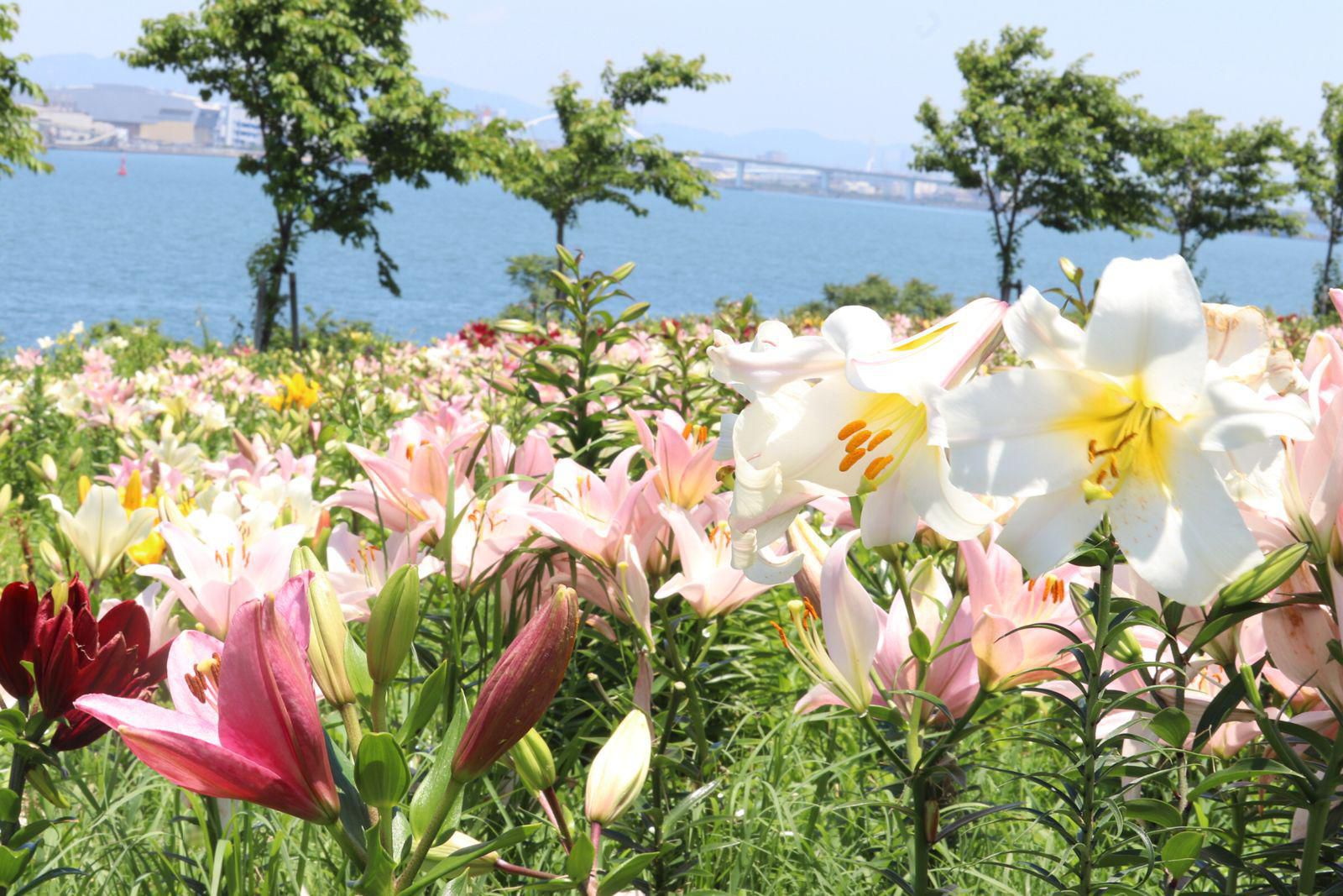 大阪舞洲ゆり園 Retrip リトリップ