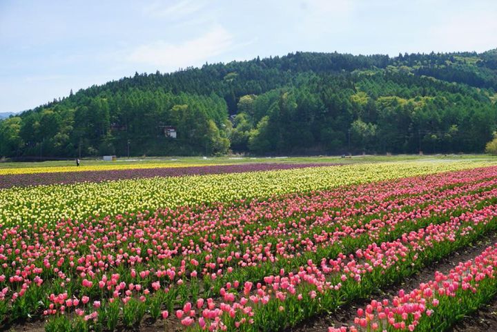 美しいお花に思わず心奪われる Gwに行きたい山梨 長野 岐阜の花畑まとめ Retrip リトリップ
