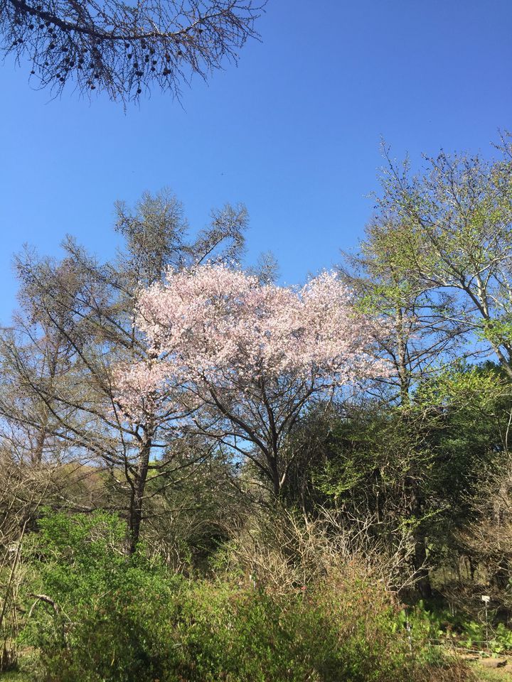 家族で休日を1日中過ごそう 茨城 つくば植物園 でしたい５つのこと Retrip リトリップ