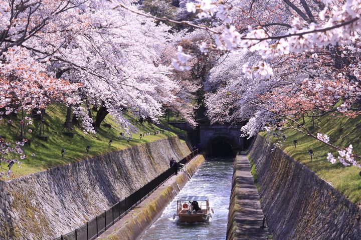 【2024年】関西お花見スポット完全版！府県別“関西の桜名所”総まとめ30選