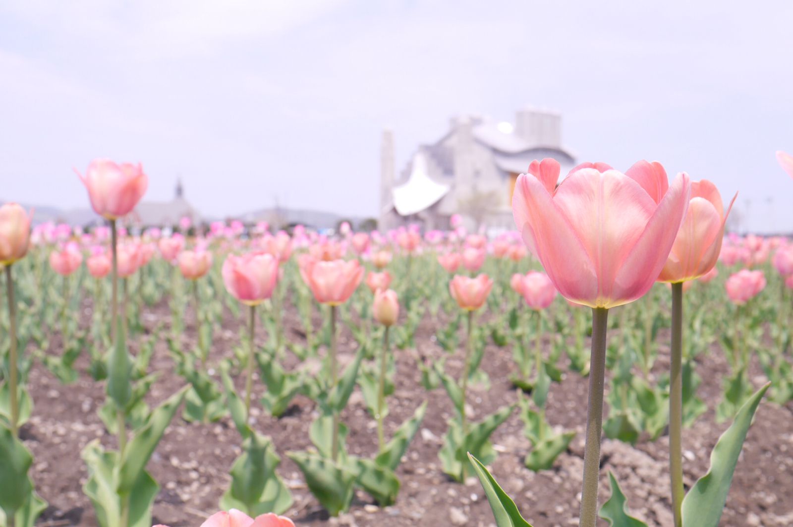次の旅行先は北海道で決まり 美しすぎる北海道の 花畑 10選 Retrip リトリップ
