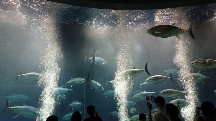 イルカもペンギンもいる 東京周辺 関東の水族館7選 Retrip リトリップ