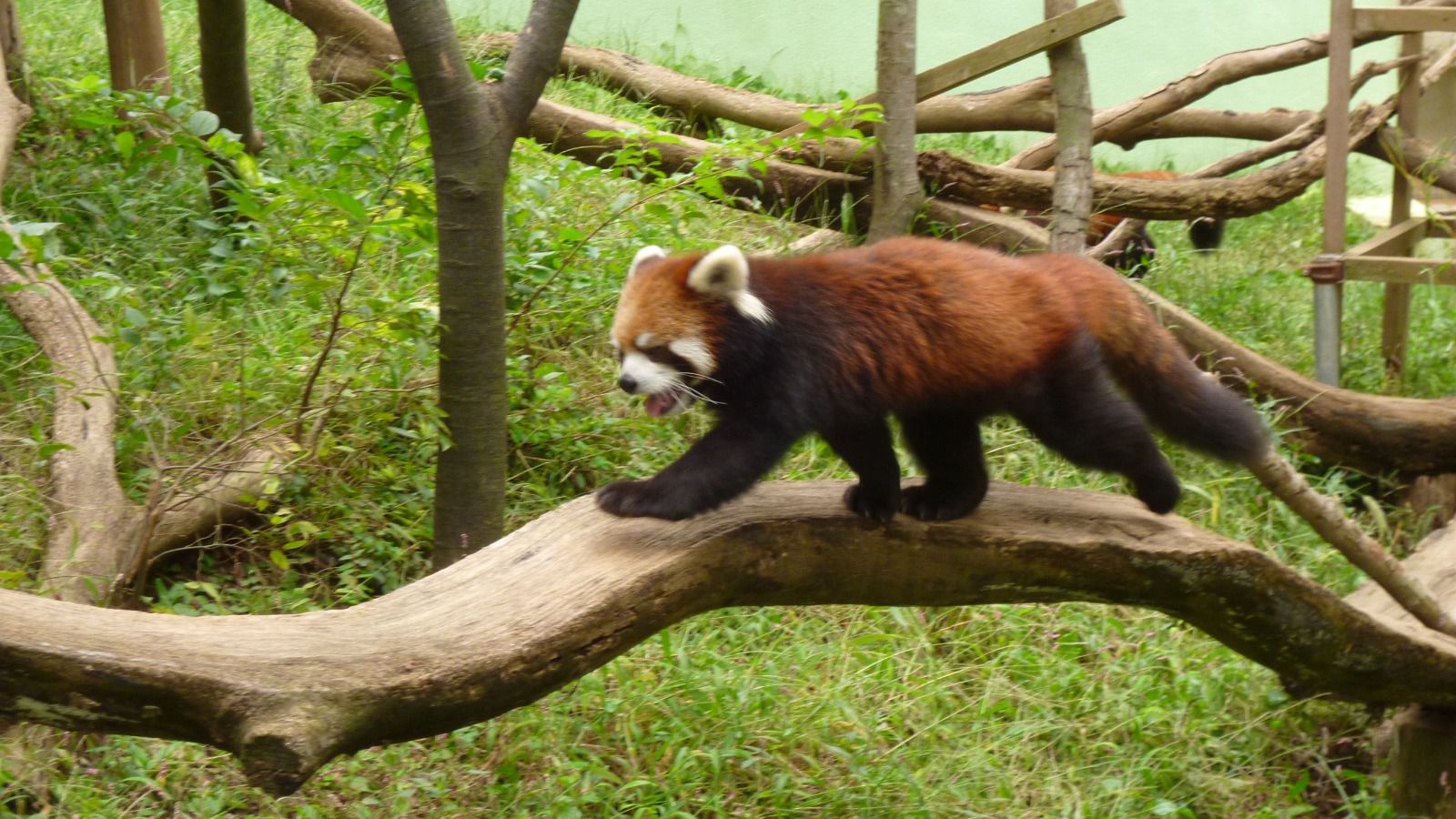 可愛い動物に会いに行こう 千葉市動物公園 でしたい5つのこと Retrip リトリップ