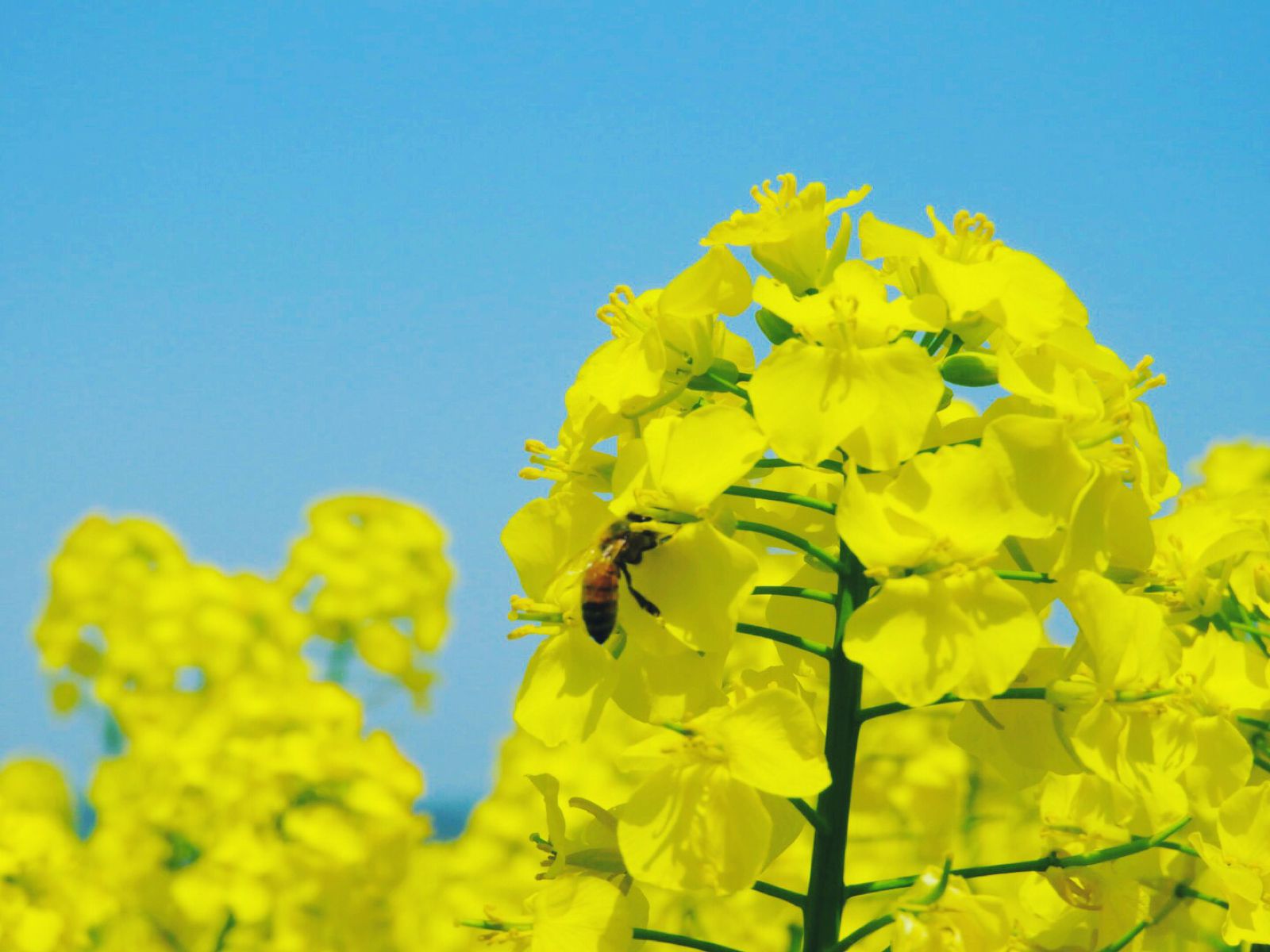 道の駅よこはま 菜の花プラザ Retrip リトリップ