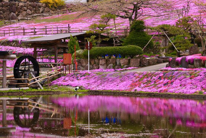 おばあちゃんがコツコツ育んだ絶景 岐阜にある 國田家の芝桜 はみる価値あり Retrip リトリップ